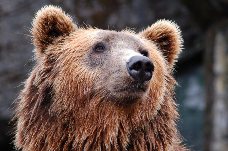 A Bear Waved at Me